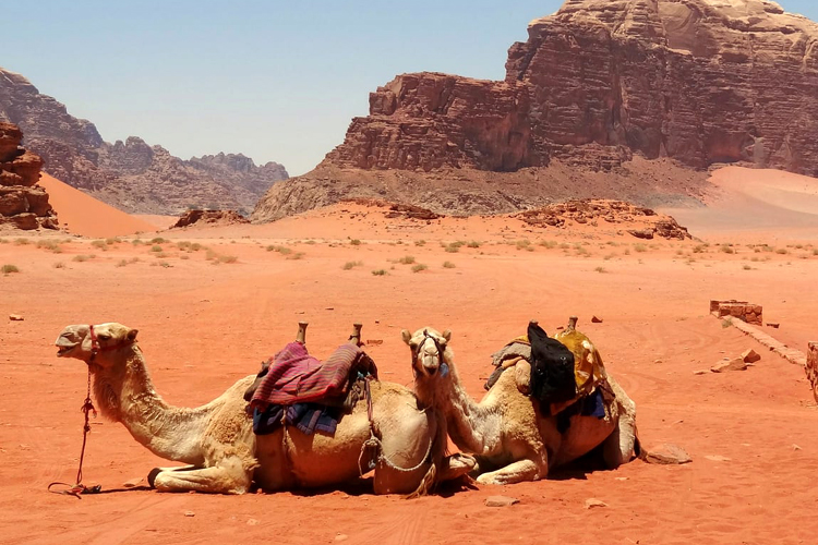 Jordan Wadi Rum Camels_d2da2_lg.jpg